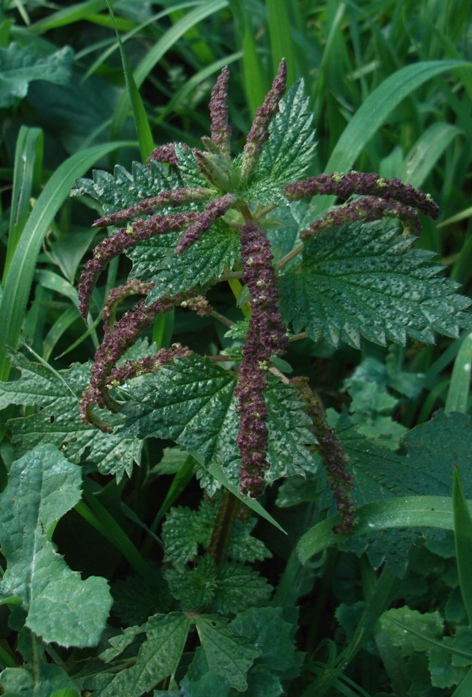 Urtica membranacea